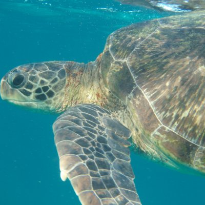 Green sea turtle